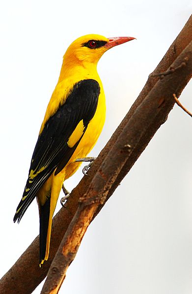 391px Indian Golden Oriole Male Oriolus Kundoo