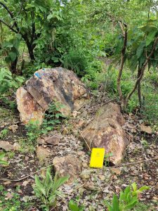 Outcrop Of Highly Silicified Material Within The N S Corridor