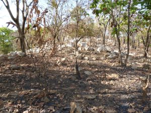 Wide Quartz Vein Outcropping At The South Of Ndom Permit